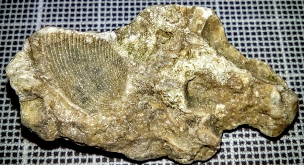 fossile-2a3.JPG