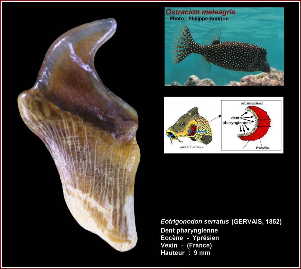 pl_eotrigonodon_serratus2.jpg