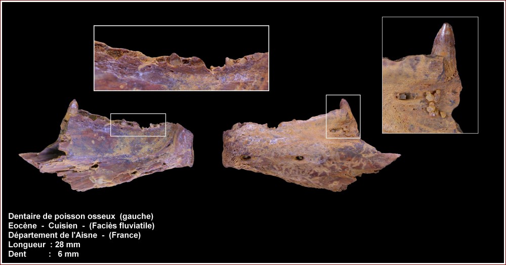 pl_mandibule_poisson1_aisne.jpg