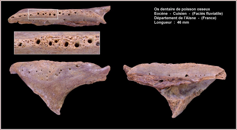 pl_mandibule_poisson_2_aisne.jpg