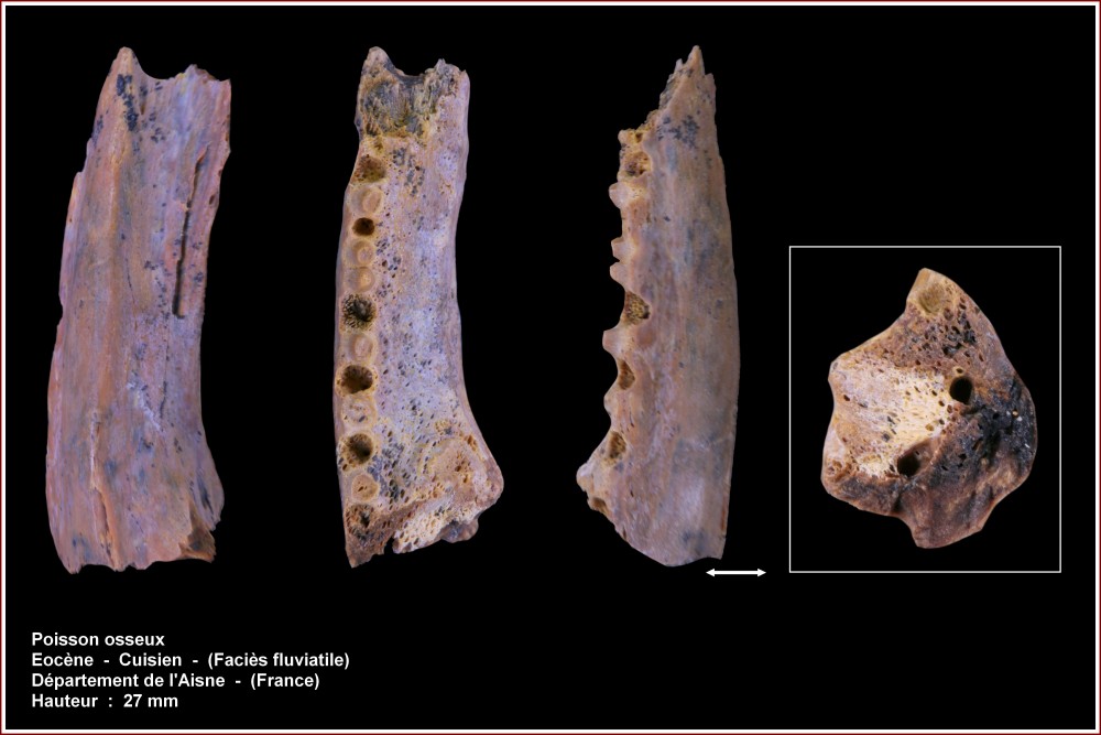 pl_mandibule_poisson_aisne3.jpg