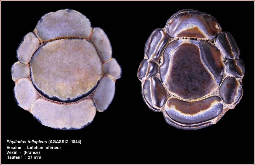 pl_palais_phyllodus_toliapicus.jpg