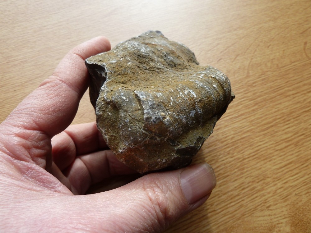 Fossile Dévonien 49 -  (7).JPG