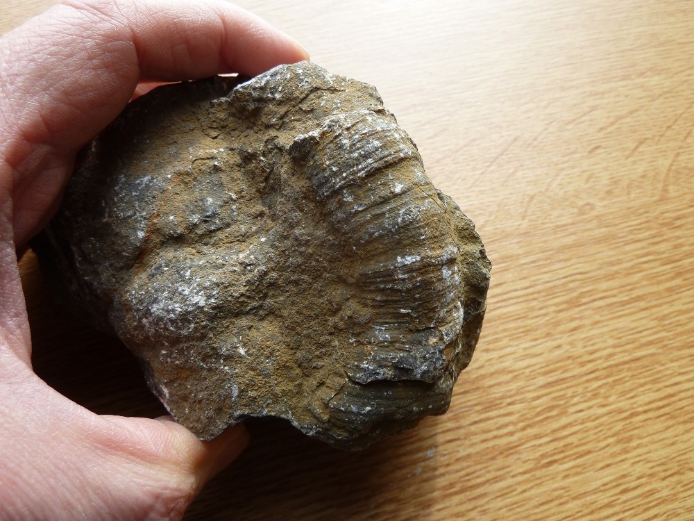 Fossile Dévonien 49 -  (5).JPG