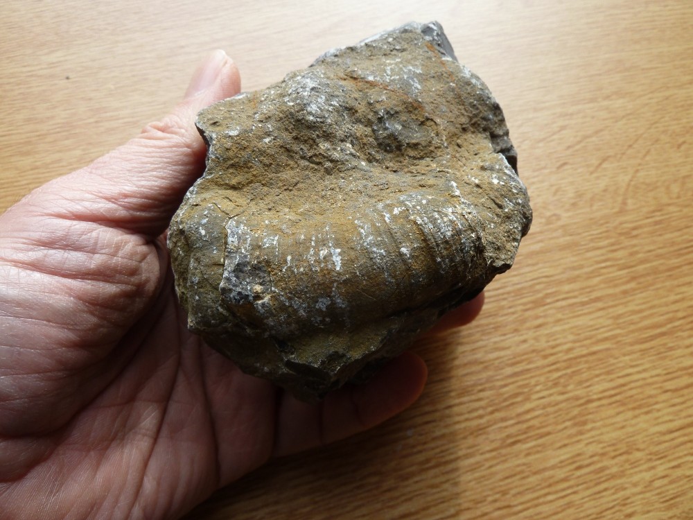 Fossile Dévonien 49 -  (3).JPG