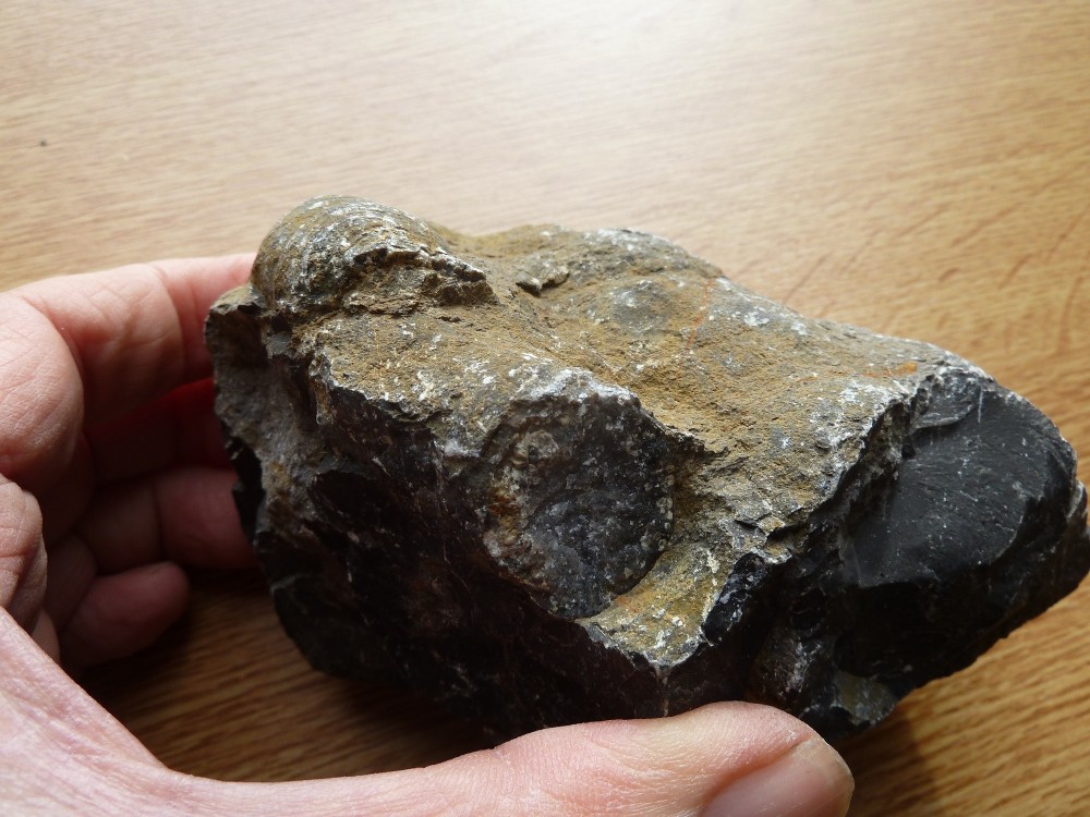 Fossile Dévonien 49 -  (6).JPG