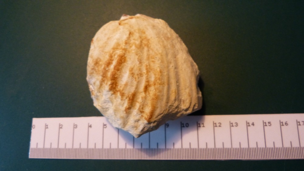 Fossile.JPG