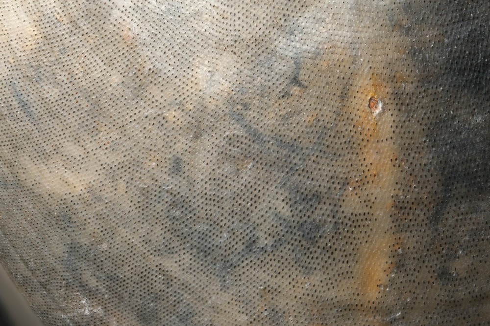 Zeilleria1.thumb.jpg.edd099ab2cd76a95a274920a8aef3204.jpg