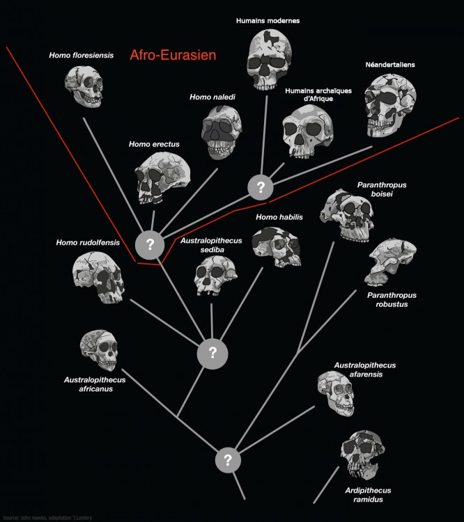 arbre-phylogenique-hominines-jhawks.jpg