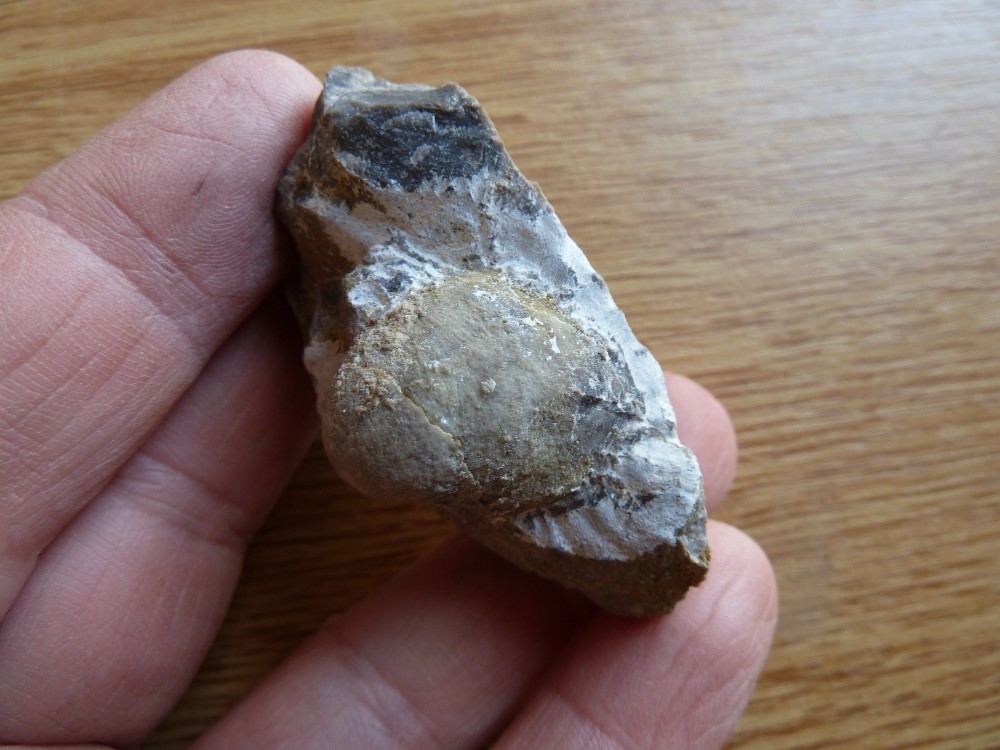 Fossiles Chateaupanne 09-02-2020 (27).JPG