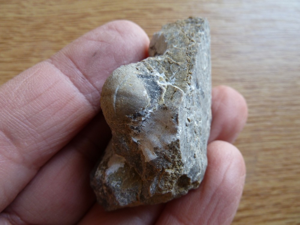 Fossiles Chateaupanne 09-02-2020 (25).JPG