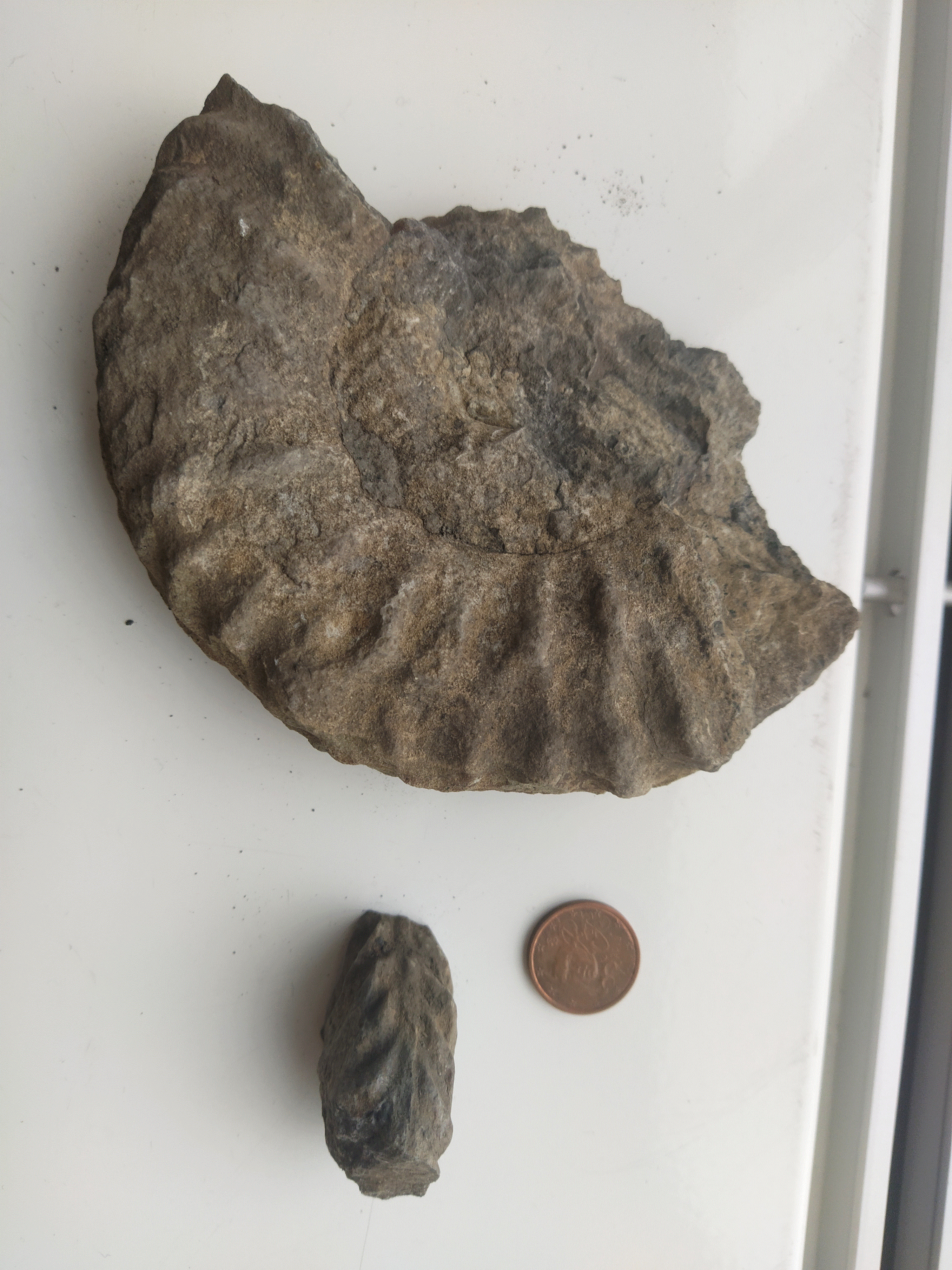 2_Ammonite.gif