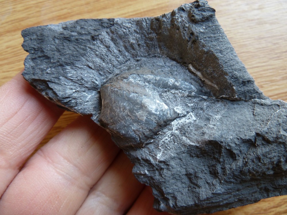 Fossiles Erbray 01-03-2020 (7).JPG