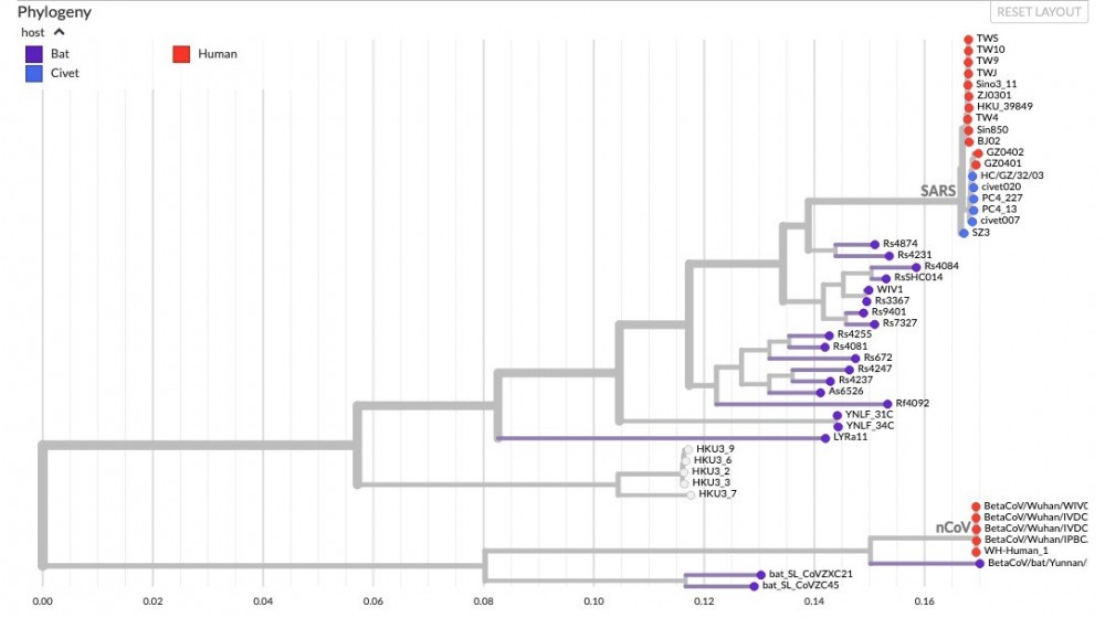 b88a1330-arbre-phylogenetique-coronavirus-chine-chauves-souris.jpg