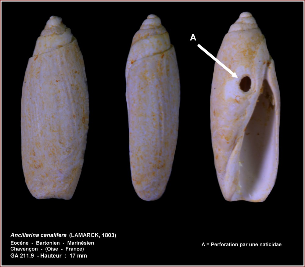 pl_ancillarina_canalifera_chavencon.jpg