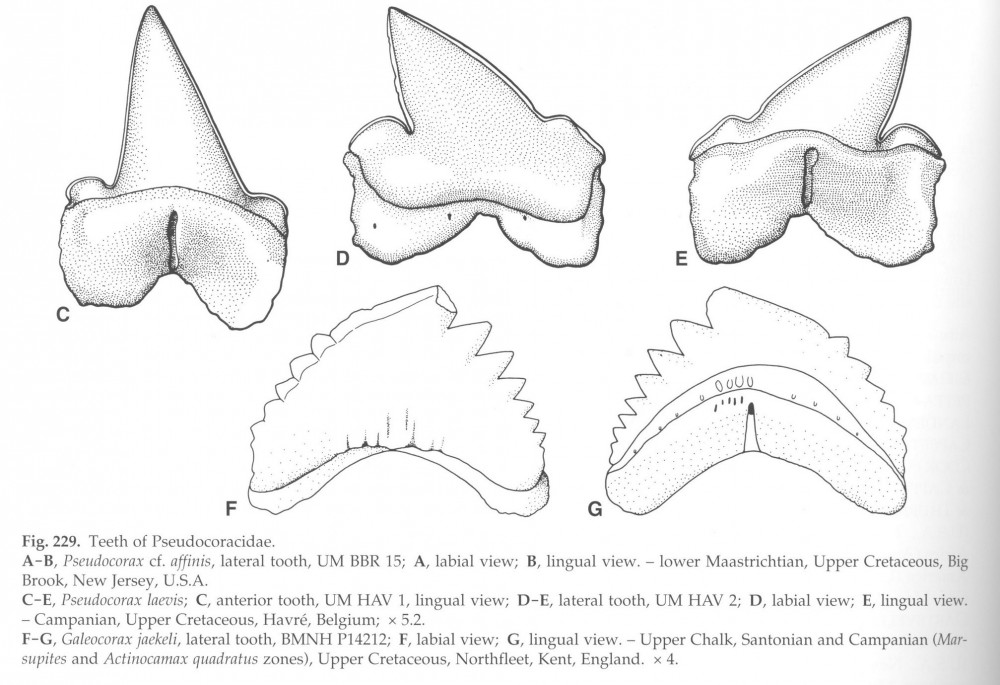 galeocorax_cappetta2012.jpg