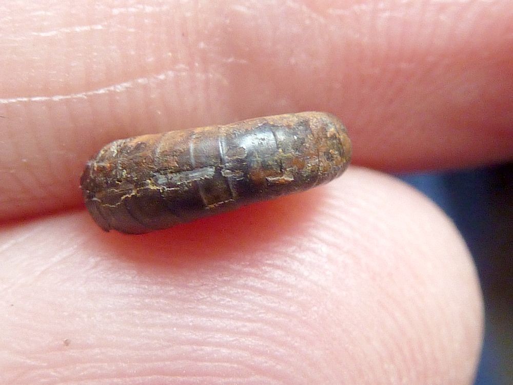 524339690_Lytocerascornupiae6.JPG.d568469032df6d4578a5acc36780b253.JPG
