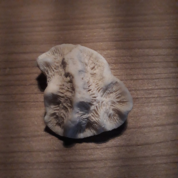 830288245_Corail1.thumb.jpg.71d6d6e9632a020c924e4c9c94be2676.jpg