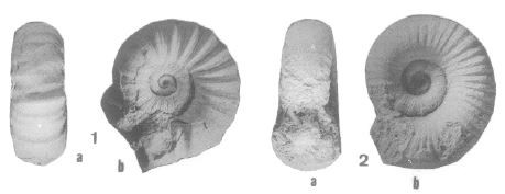 Lytoceras.JPG.afb64f59f0567d2fbacd09f65410ed9b.JPG