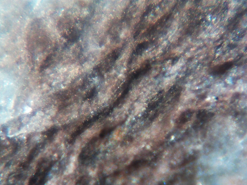 Solenopora_jurassica_silicified_sample-6.thumb.JPG.a5708f52405e8f1ce01264734d6ef494.JPG