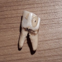 Dent fossilisée.jpg