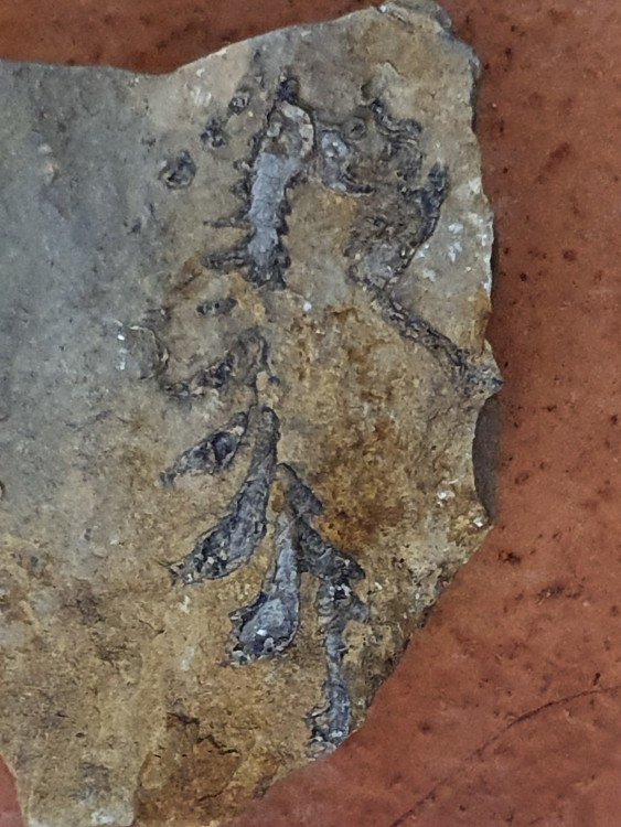 fossile 10.jpg