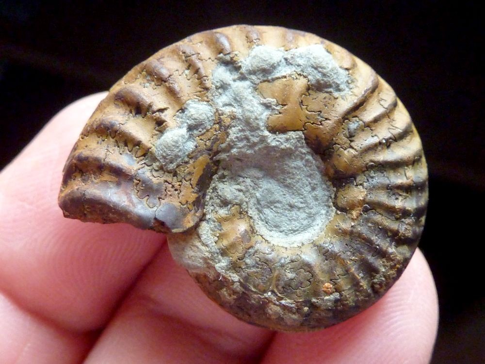 467962772_Mercaticerasmercati1.JPG.0f9526e9ce386470ca0b9c4891df7cb0.JPG