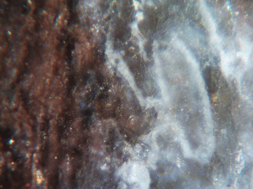 Solenopora_jurassica_silicified_sample-11.thumb.JPG.5069aeadbd60a426effbcd3fd79387ee.JPG