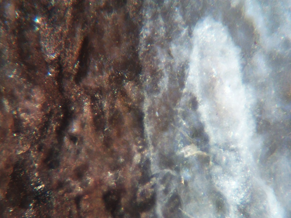 Solenopora_jurassica_silicified_sample-13.thumb.JPG.70a8b8b25df33a2bac02fc31ad8d65c5.JPG