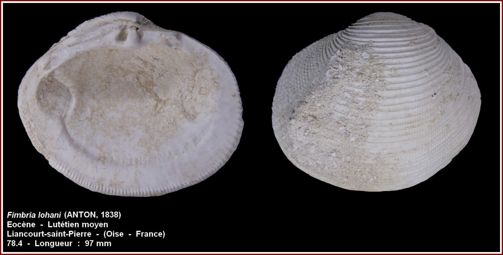 pl_fimbriata_lohani_lesgroux.jpg
