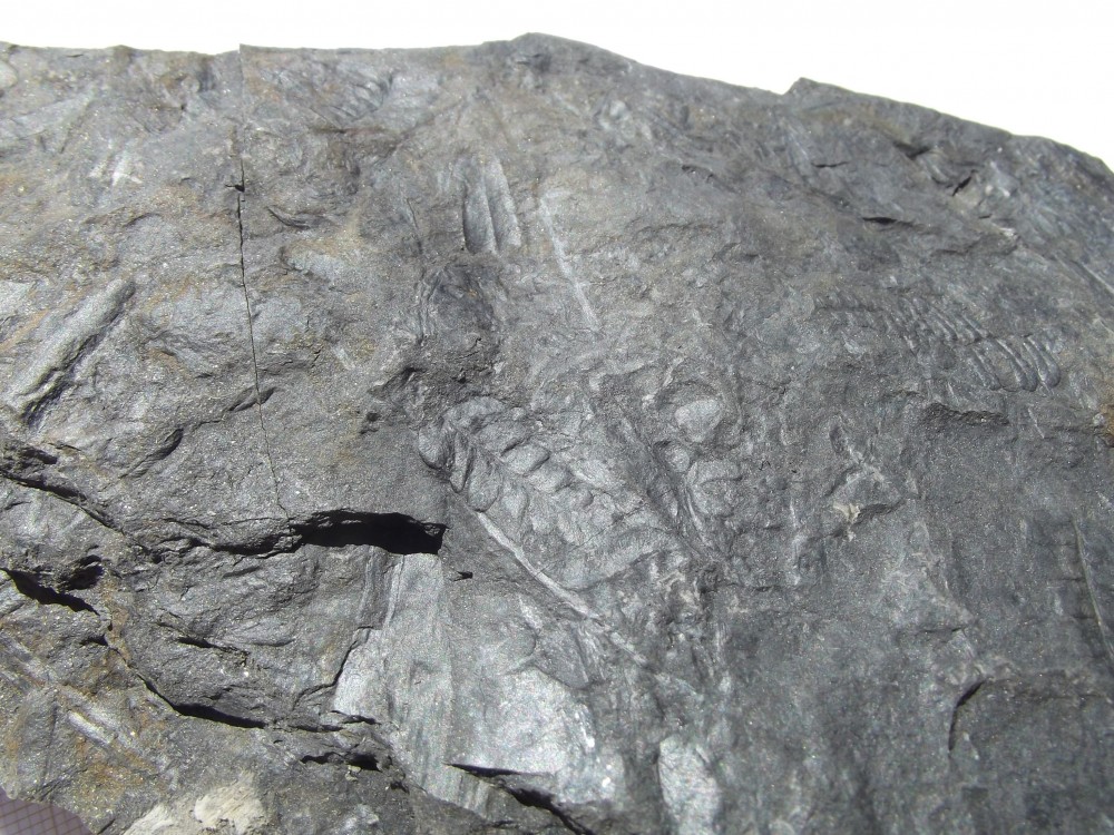 DSCF7888.JPG