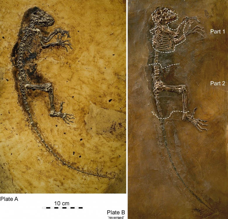 Darwinius_masillae_holotype_slabs.jpg