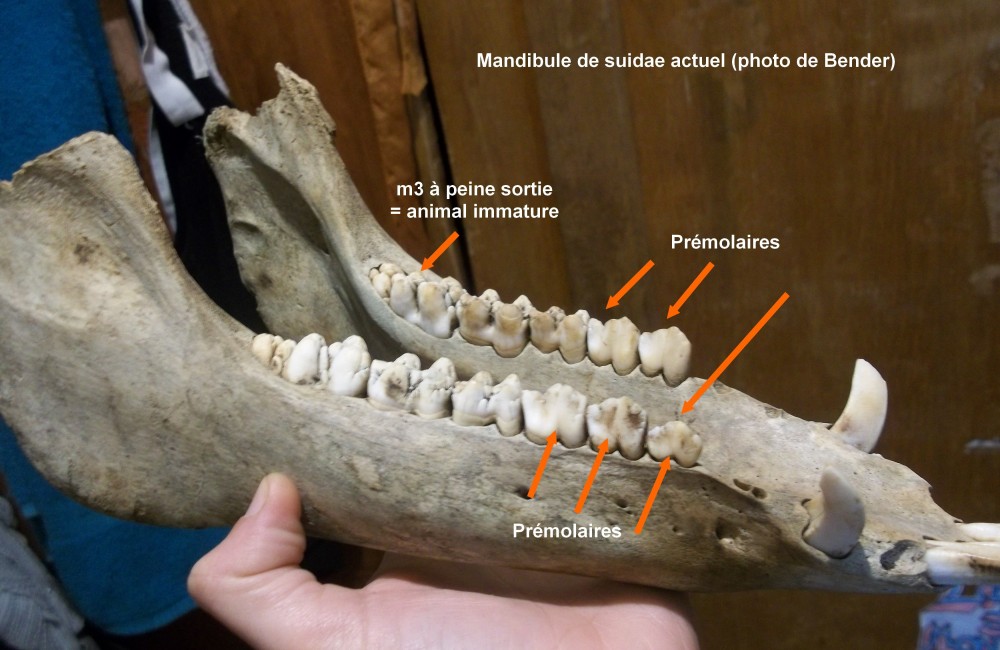 mandibule_suidae.jpg