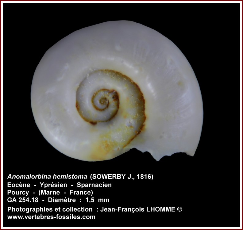 pl_anomalorbina_hemistoma_pourcy.jpg