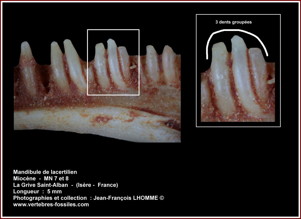 pl_mandibule_lacertilien_lgsa3.jpg