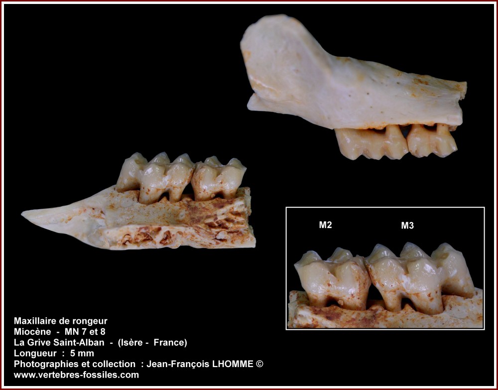 pl_maxillaire_rongeur_jouy_lgsa1.jpg