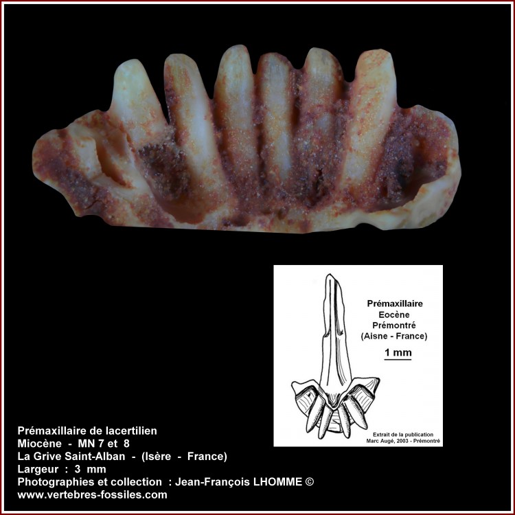 pl_premax_lacertilien_lgsa1.jpg