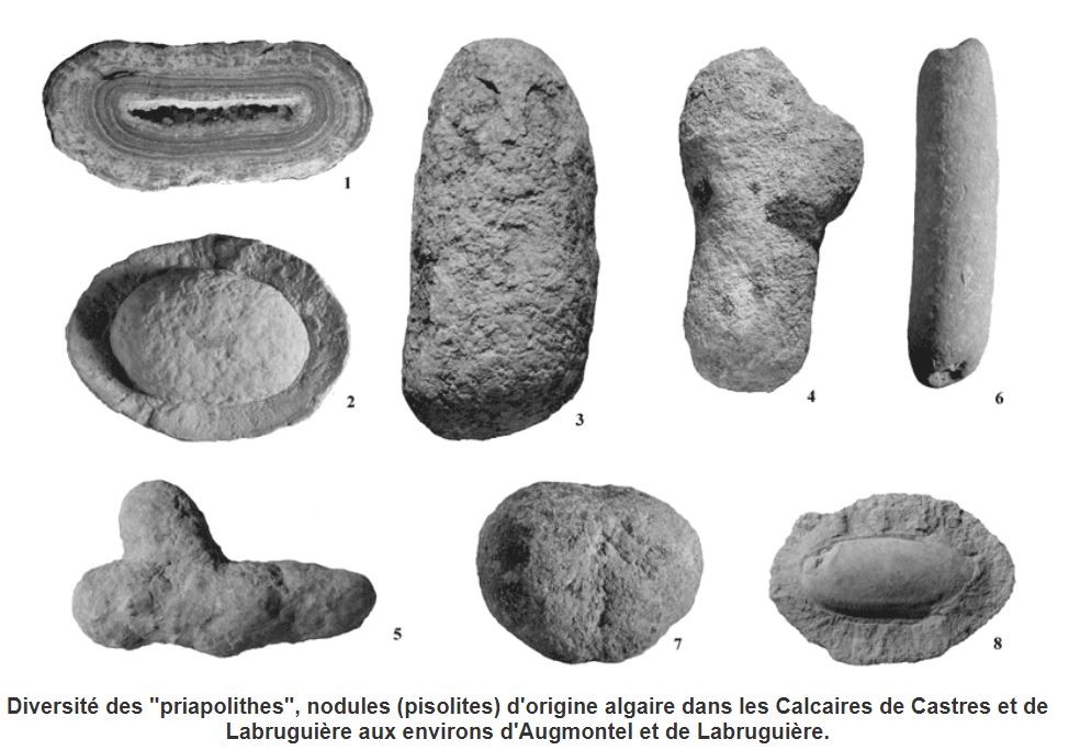 1263637393_Capturestromatolite2.JPG.6c00506175b60d54ec334cbf9f760f62.JPG