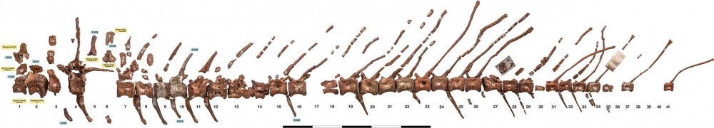 The-caudal-series-of-FSAC-KK11888-Photograph-of-theentire-caudal-series-numbered-Scale.jpg.png