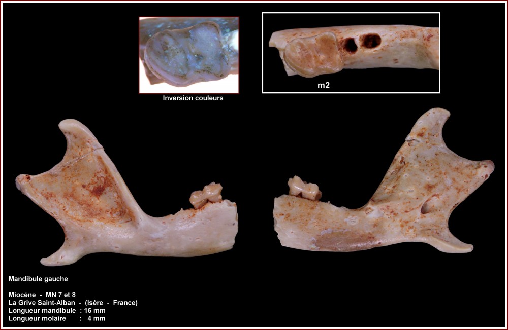 pl_mandibule_mammif_jouy1.jpg