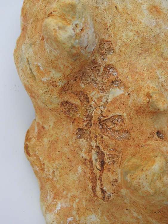 Franse Krijtspons Christophe B x.jpg