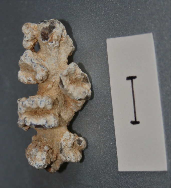 Polyblastidium Arie Drent IMG_3326.JPG