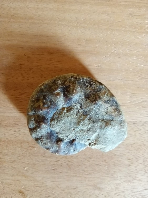 cératite photo 1.jpg