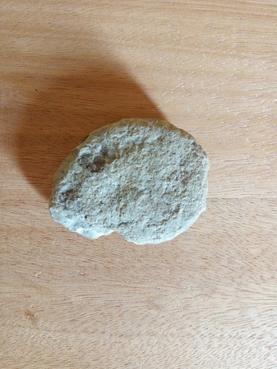 cératite photo 2.jpg
