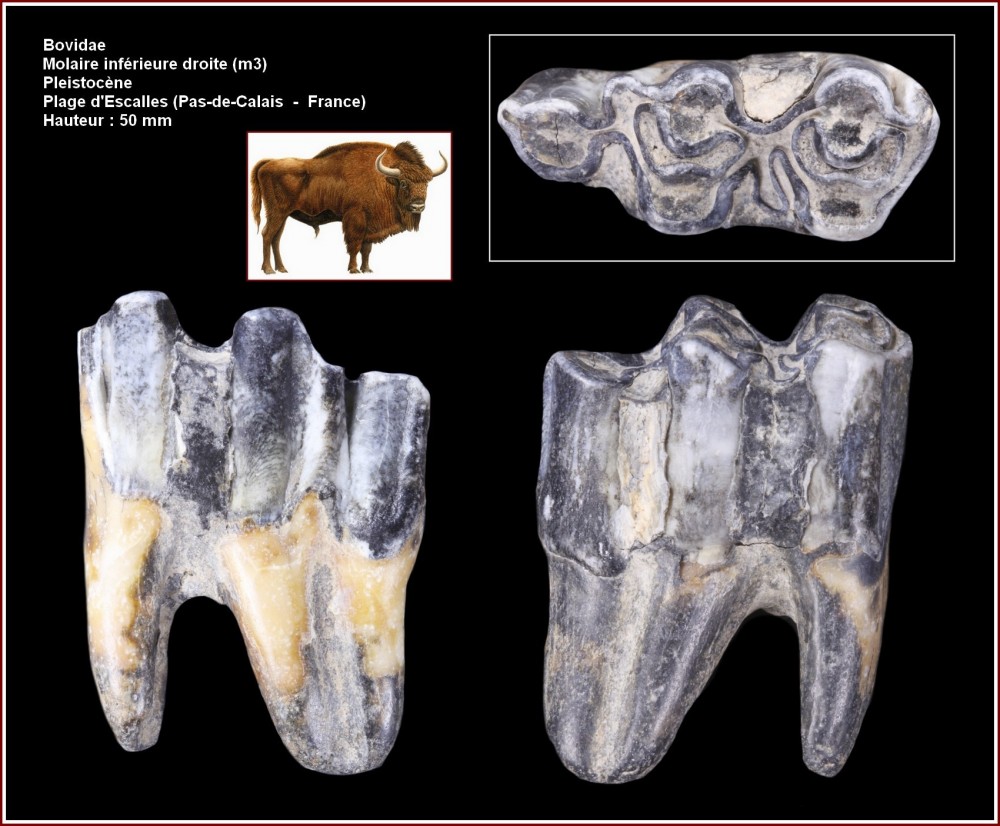 pl_molaire_bovidae_france.jpg