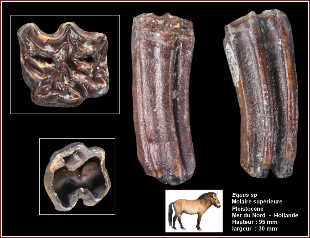 pl_molaire_sup_cheval.jpg