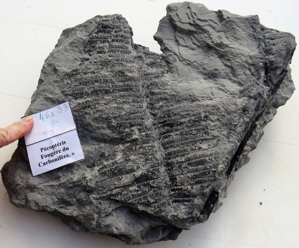 FOUGERE DU CARBONIFERE PECOPTERIS (2).JPG
