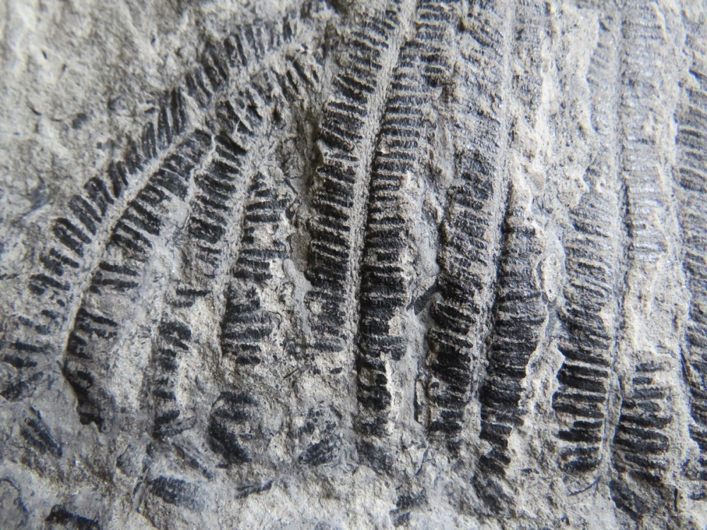 pinnules de fougère (3).JPG