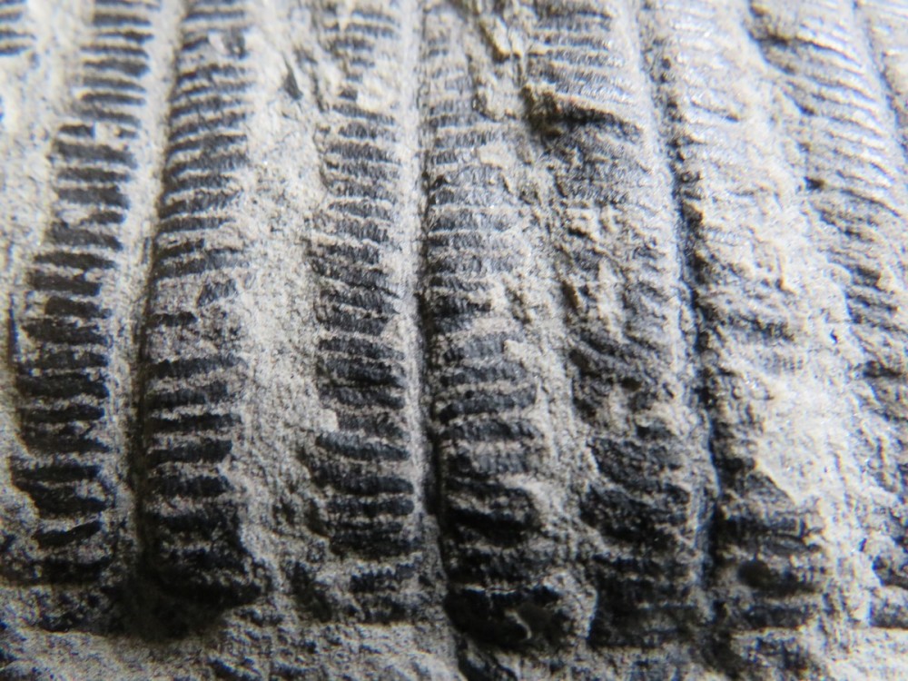 pinnules de fougère (4).JPG