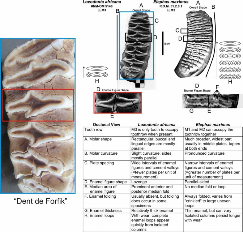 comp dents elephants.jpg